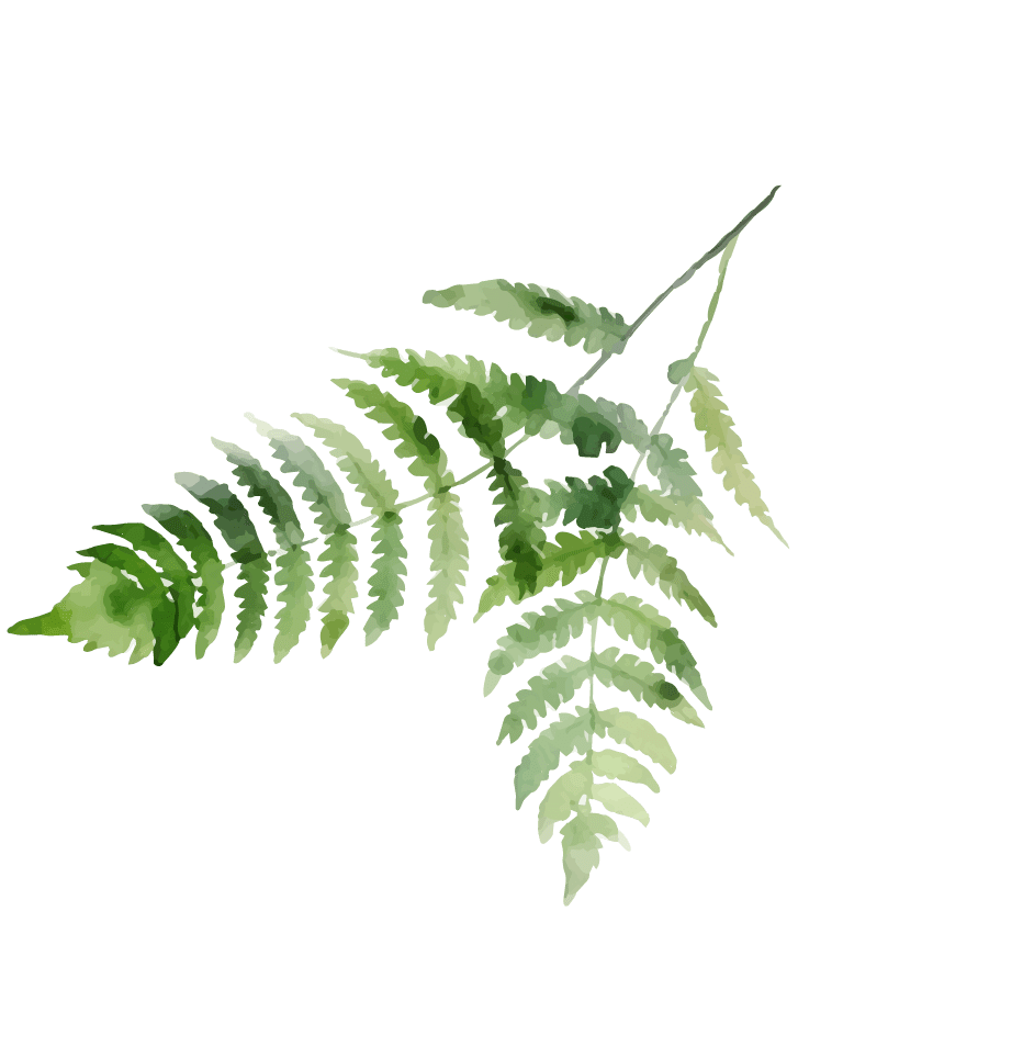 leaf illustration