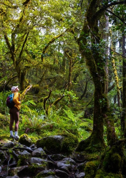 hiker in a forest